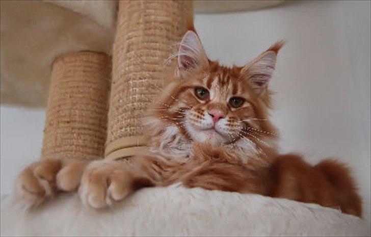 Maine Coon Thor billede 3