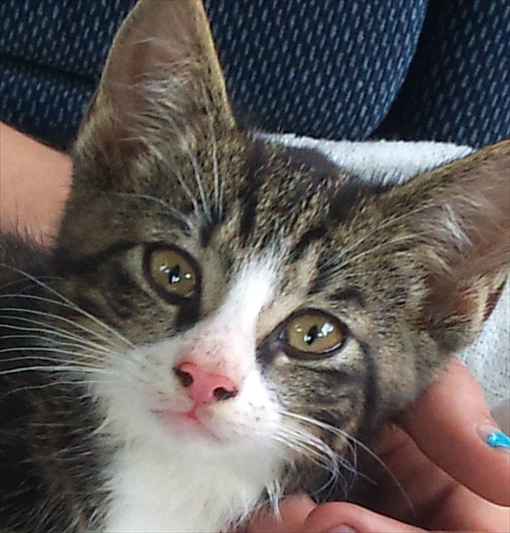 Blanding af racer Chico  - Sidder med mor, vi er på vej hjem til mit nye hjem. billede 2