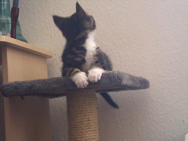 Blanding af racer Chico  - Og så var der den flue på væggen.. Men jeg lod den leve -.- billede 5