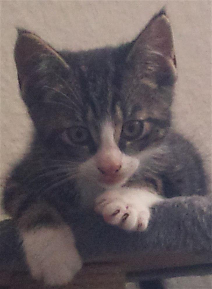 Blanding af racer Chico  - Jeg ser da sød ud (-: billede 1