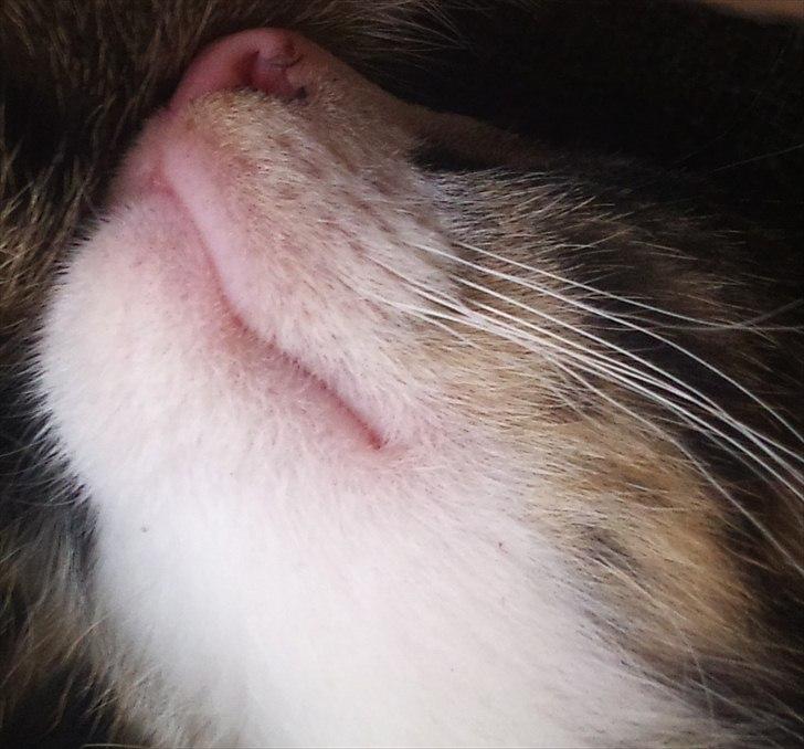 Blanding af racer Chico  - beskidt næse.. billede 6