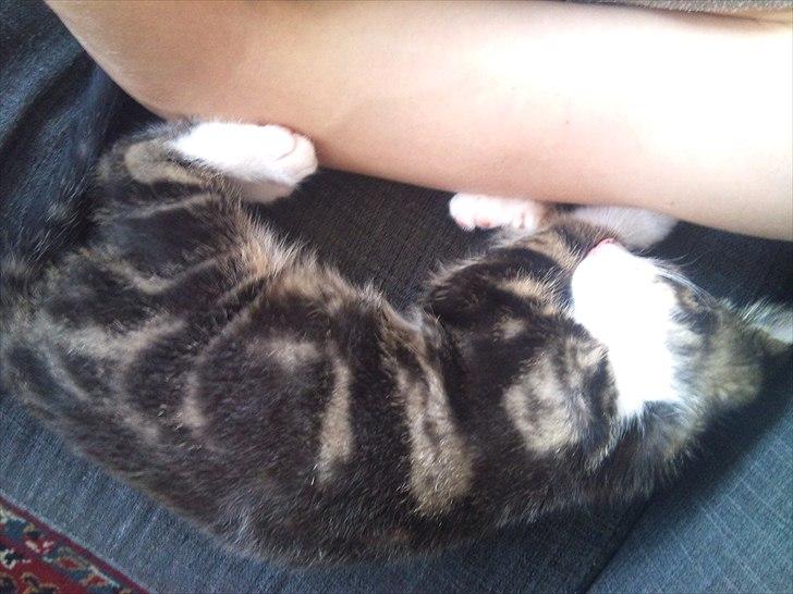 Blanding af racer Chico  - putter med far  billede 7