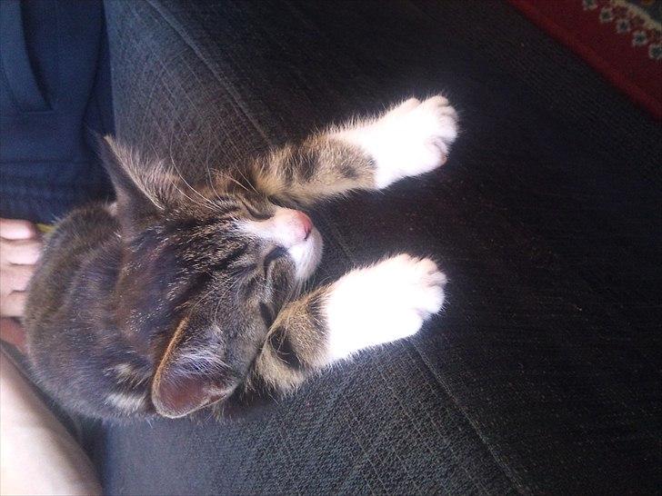 Blanding af racer Chico  - hænger ud (-; billede 8