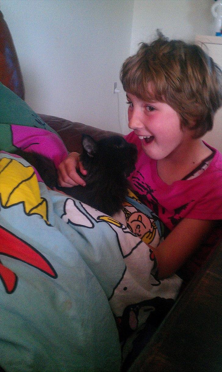 Maine Coon Wackymoon Girlfriend billede 6