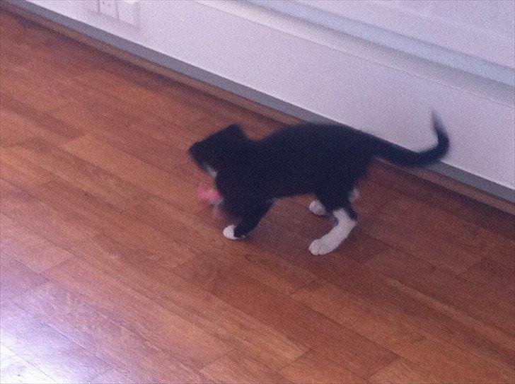 Huskat Charlie  billede 18