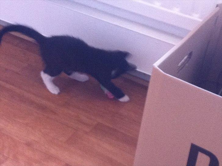 Huskat Charlie  billede 19