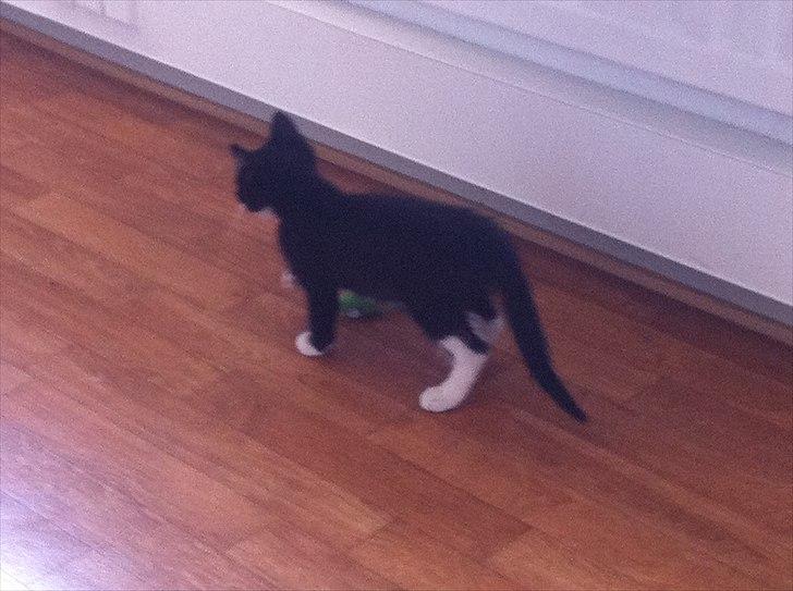 Huskat Charlie  billede 20