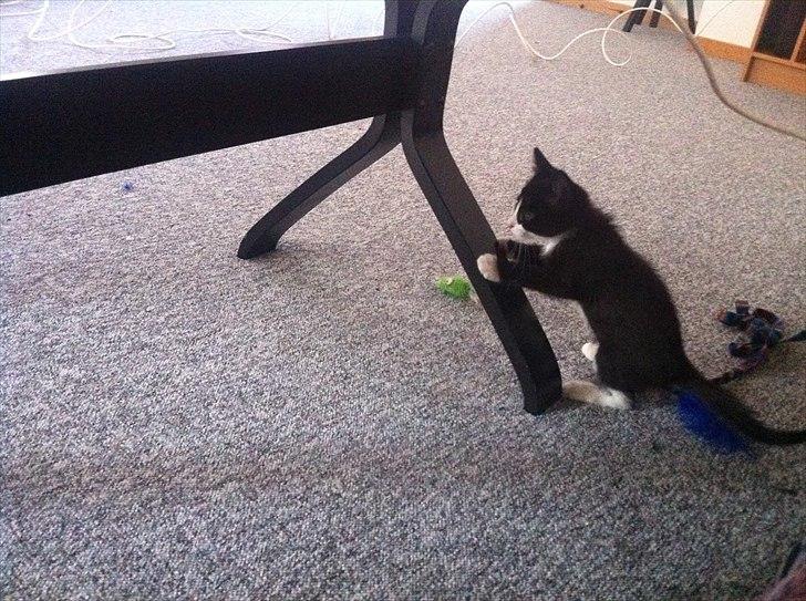 Huskat Charlie  billede 11