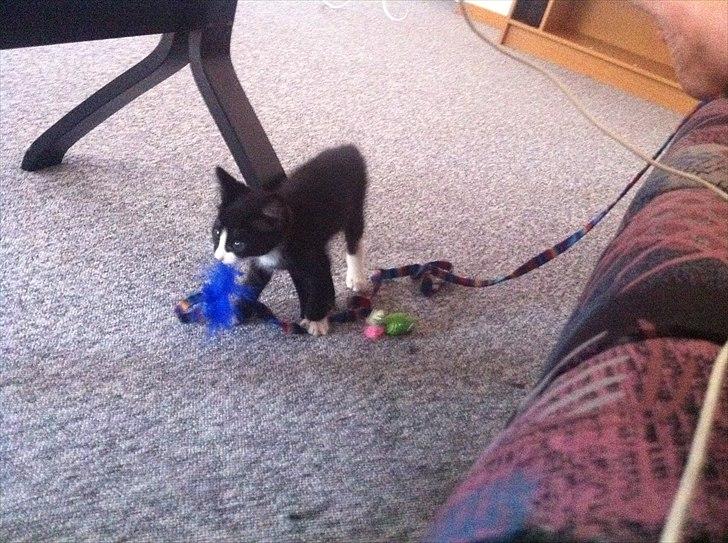 Huskat Charlie  billede 12