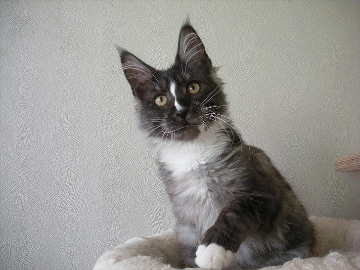 Maine Coon Coon Danica's Kalle Knald - Kalle Knaldperle...4,5 mdr billede 1