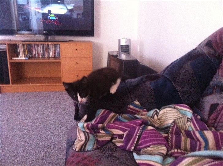 Huskat Charlie  billede 13