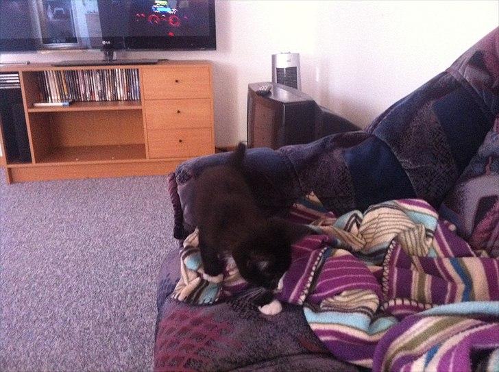 Huskat Charlie  billede 14