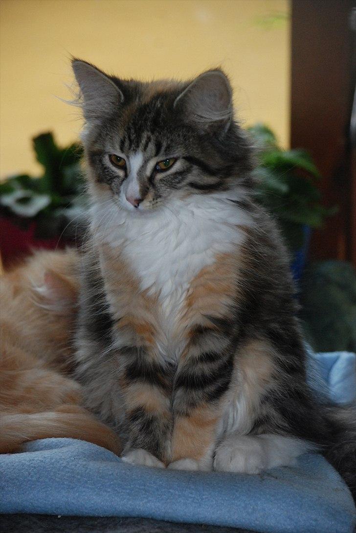 Norsk Skovkat DK Flora Danica´s Amarylis billede 1