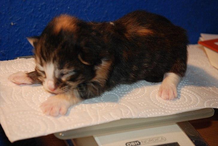 Norsk Skovkat DK Flora Danica´s Amarylis billede 2