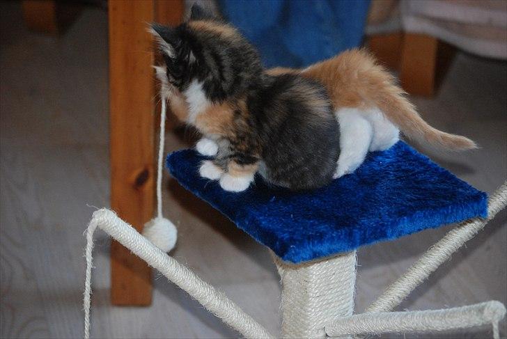 Norsk Skovkat DK Flora Danica´s Amarylis billede 3