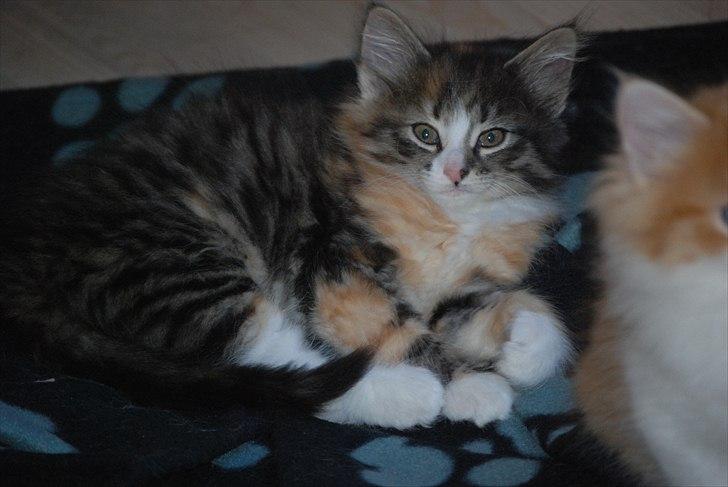 Norsk Skovkat DK Flora Danica´s Amarylis billede 4