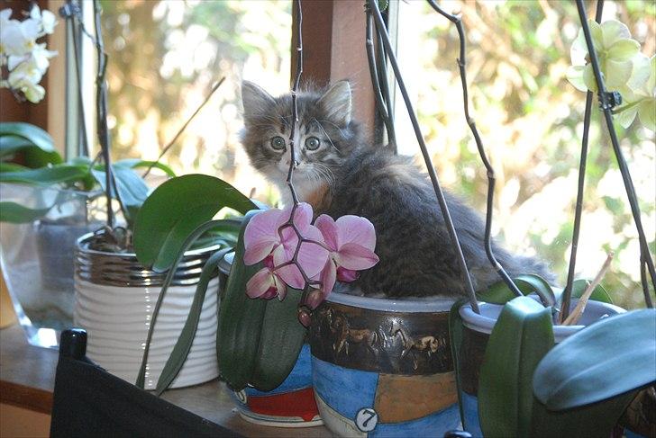 Norsk Skovkat DK Flora Danica´s Amarylis billede 5