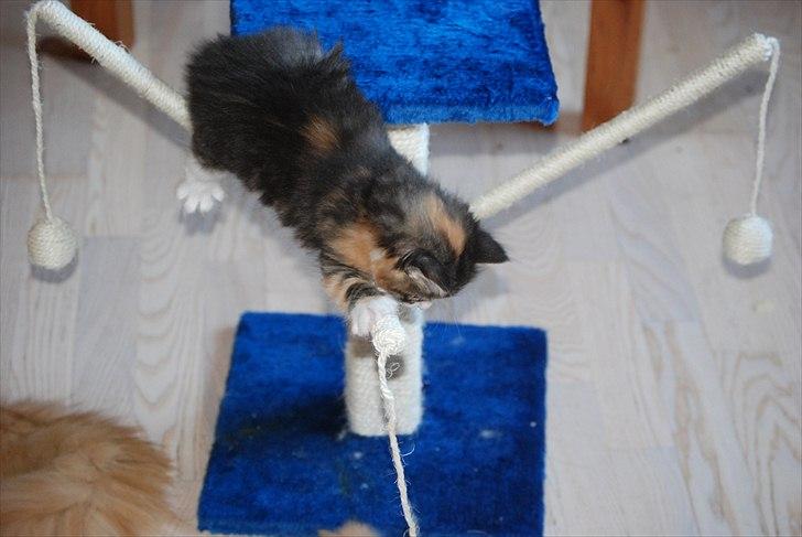 Norsk Skovkat DK Flora Danica´s Amarylis billede 6