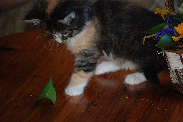 Norsk Skovkat DK Flora Danica´s Amarylis billede 7