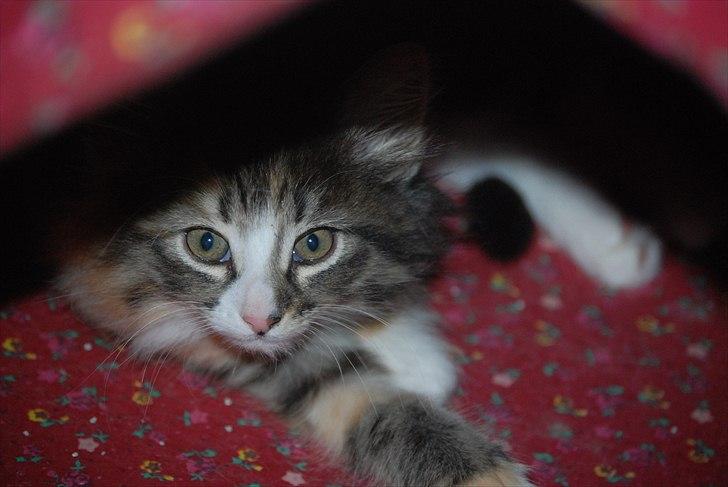 Norsk Skovkat DK Flora Danica´s Amarylis billede 8