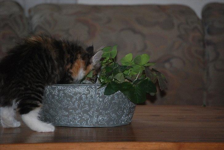 Norsk Skovkat DK Flora Danica´s Amarylis billede 9