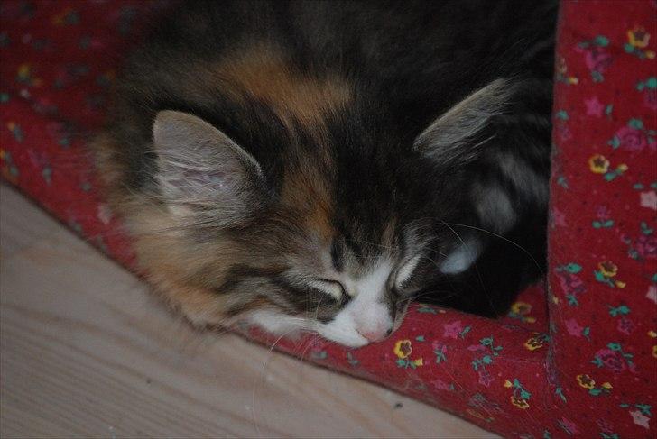 Norsk Skovkat DK Flora Danica´s Amarylis billede 10