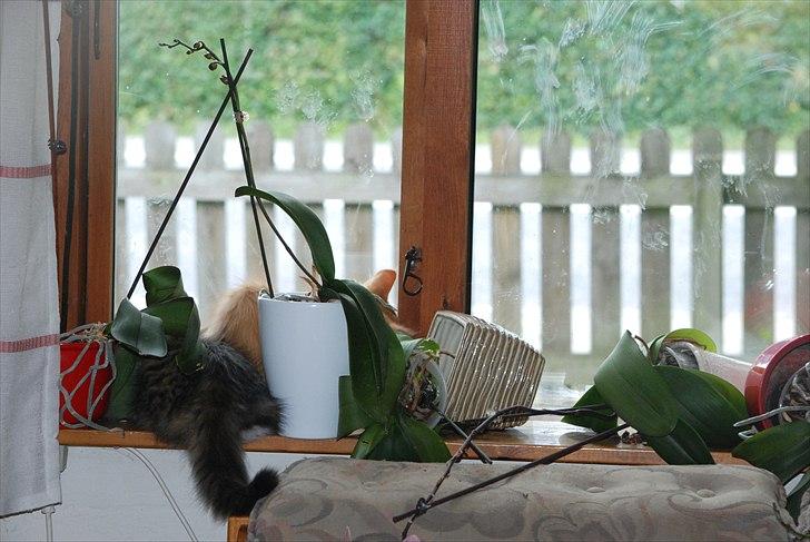 Norsk Skovkat DK Flora Danica´s Amarylis billede 11