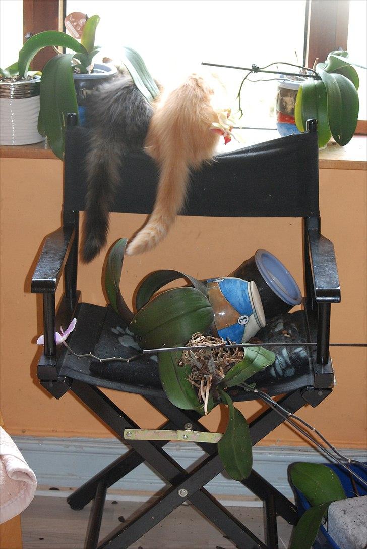 Norsk Skovkat DK Flora Danica´s Amarylis billede 12