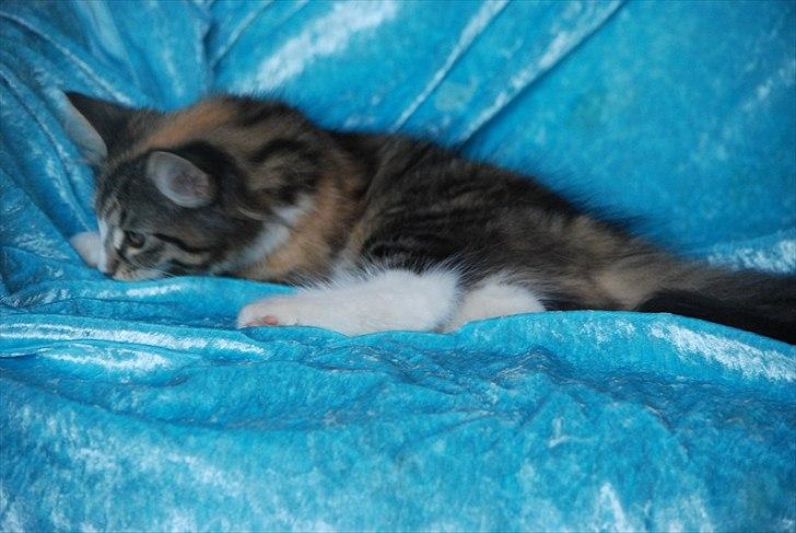 Norsk Skovkat DK Flora Danica´s Amarylis billede 13