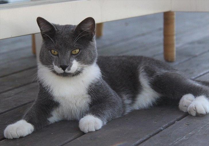 Blanding af racer Lucky Pedro The Moonlight Fighter billede 13