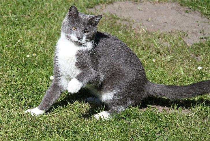 Blanding af racer Lucky Pedro The Moonlight Fighter billede 14