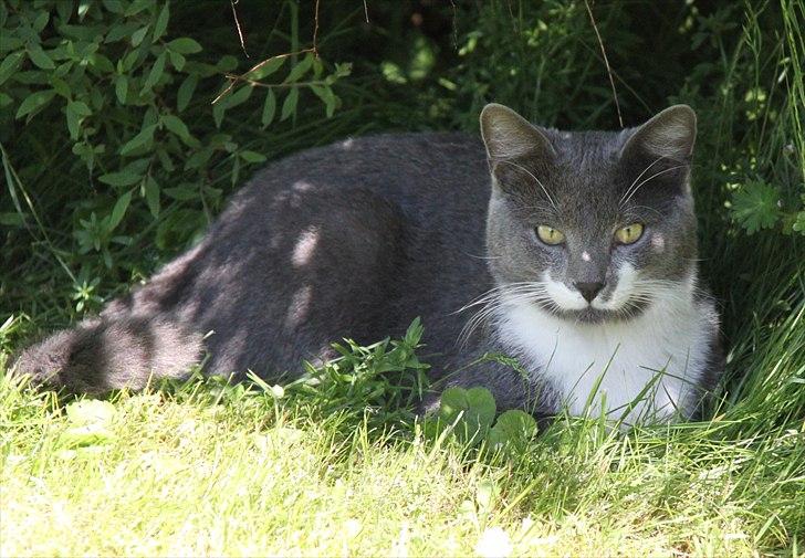 Blanding af racer Lucky Pedro The Moonlight Fighter billede 15