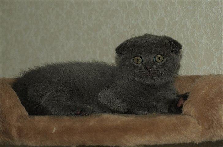 Scottish Fold Amber billede 12