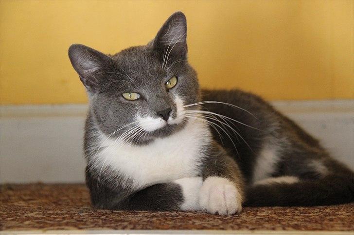 Blanding af racer Lucky Pedro The Moonlight Fighter billede 16