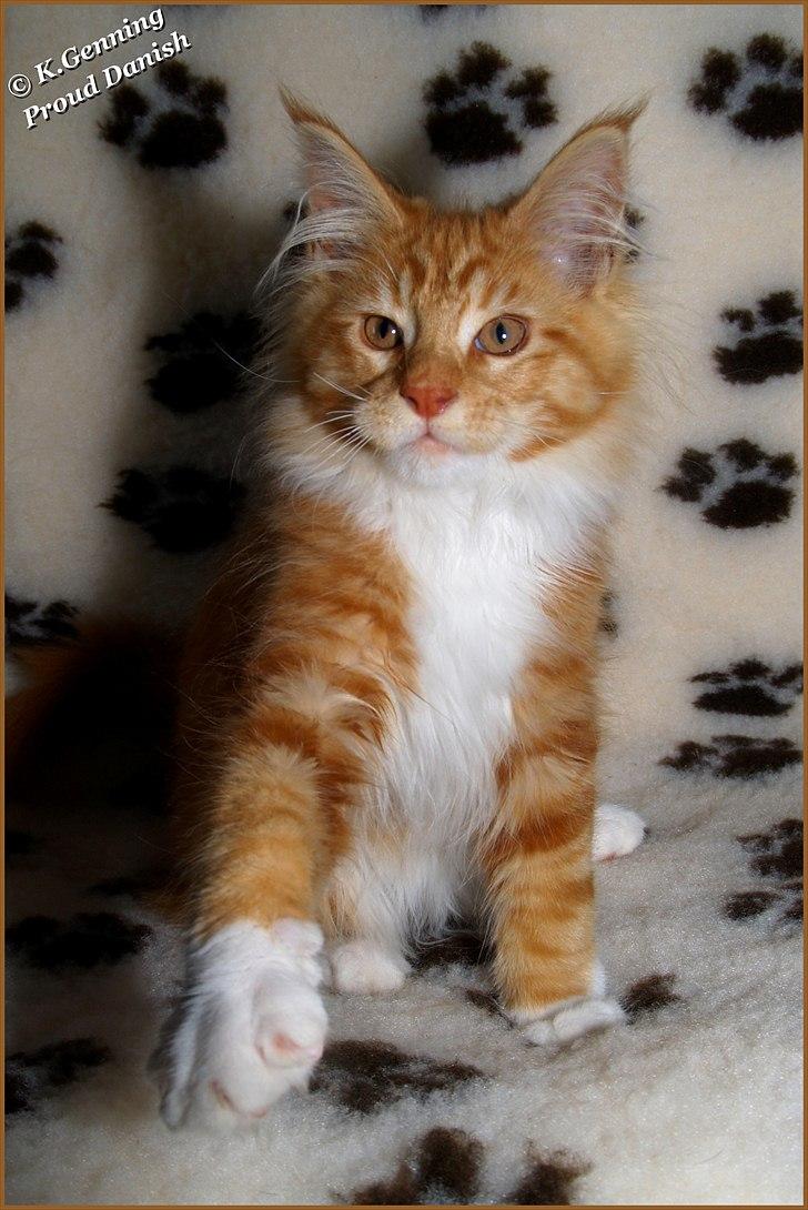 Maine Coon DK Proud Danish Preciouse One billede 6