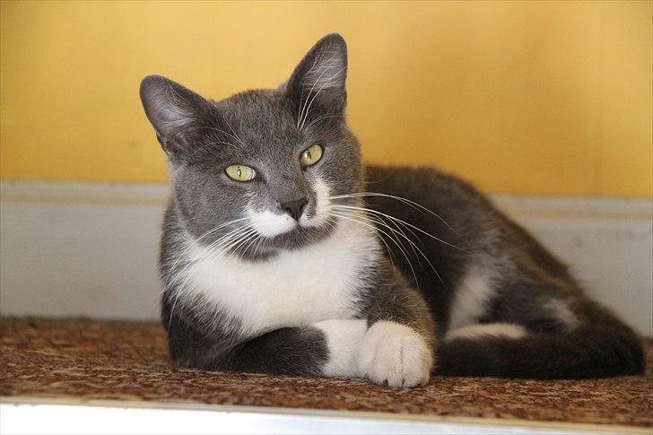 Blanding af racer Lucky Pedro The Moonlight Fighter billede 17