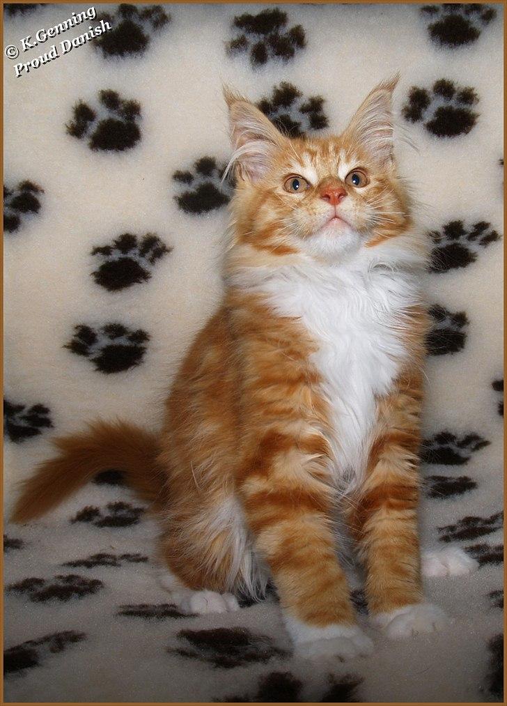 Maine Coon DK Proud Danish Preciouse One billede 7