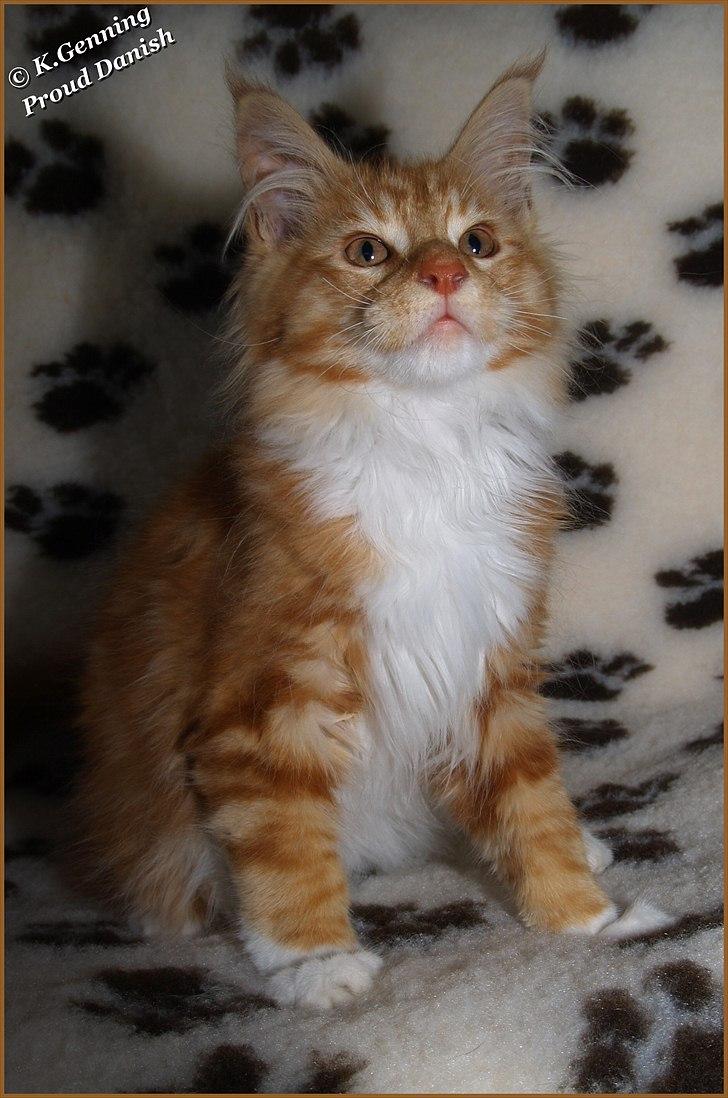 Maine Coon DK Proud Danish Preciouse One billede 8