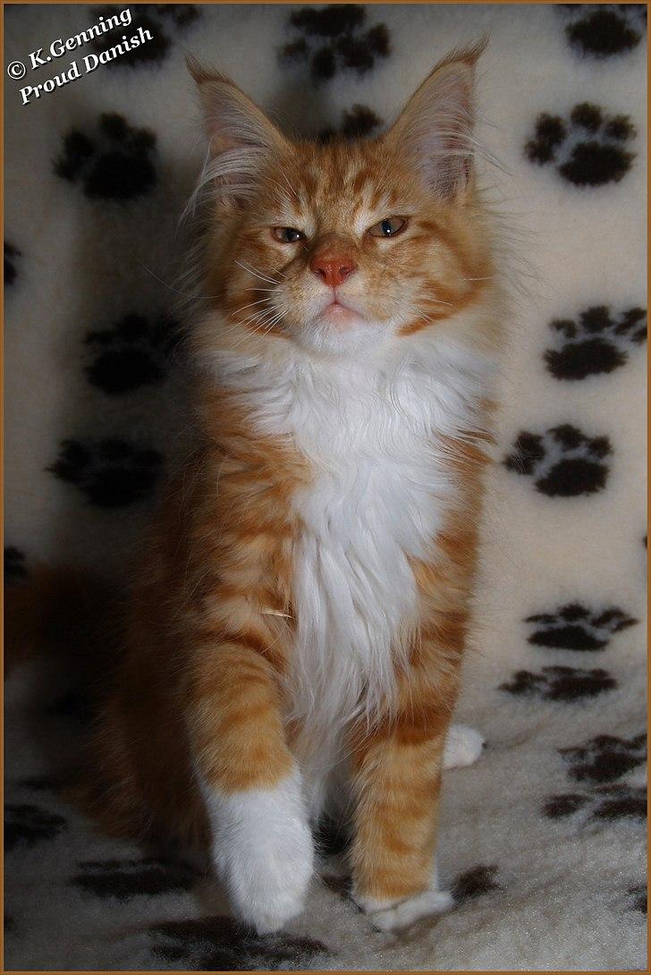 Maine Coon DK Proud Danish Preciouse One billede 9