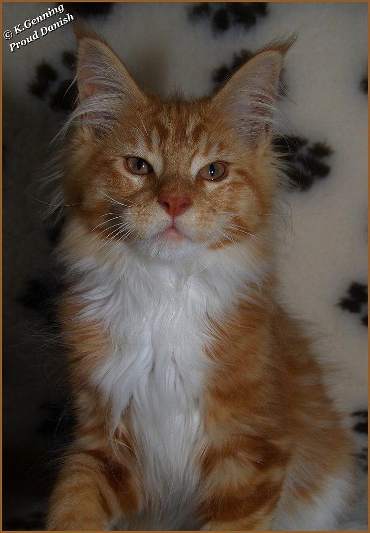 Maine Coon DK Proud Danish Preciouse One billede 10