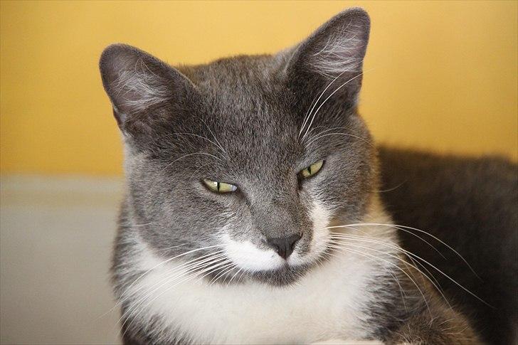 Blanding af racer Lucky Pedro The Moonlight Fighter billede 18