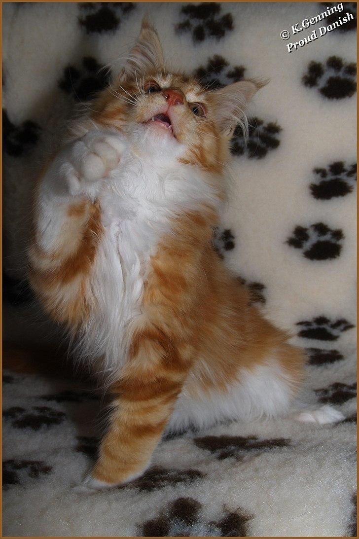Maine Coon DK Proud Danish Preciouse One billede 11