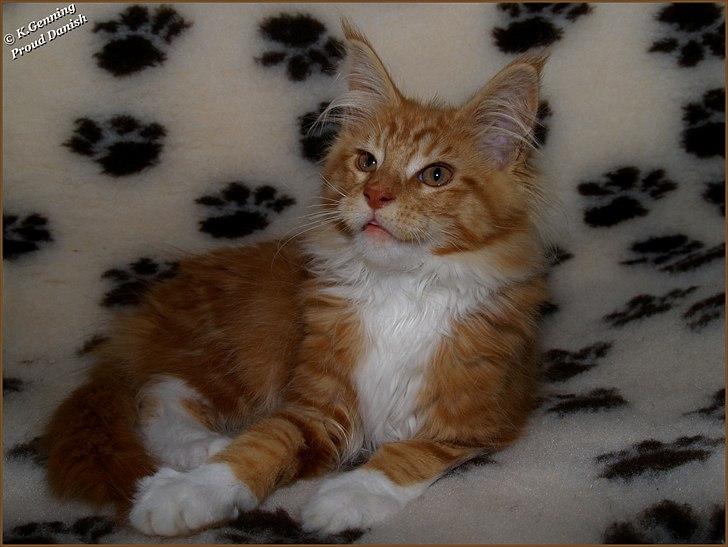 Maine Coon DK Proud Danish Preciouse One billede 12
