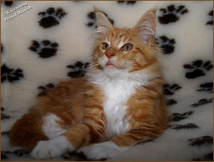 Maine Coon DK Proud Danish Preciouse One billede 13