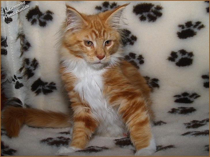 Maine Coon DK Proud Danish Preciouse One billede 14