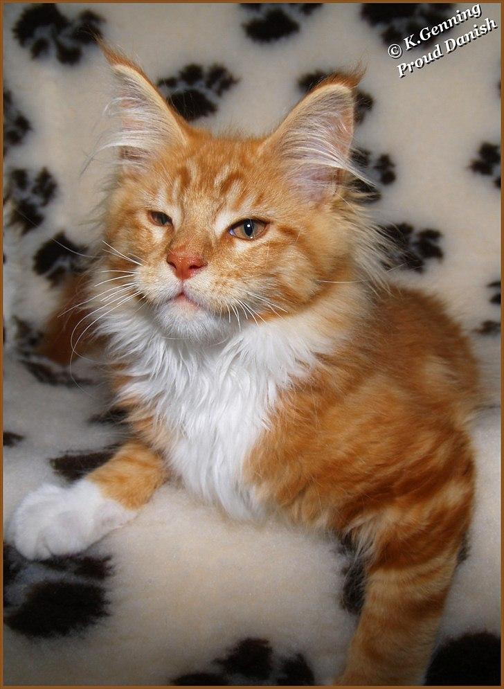Maine Coon DK Proud Danish Preciouse One billede 15