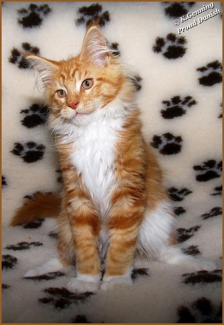 Maine Coon DK Proud Danish Preciouse One billede 16