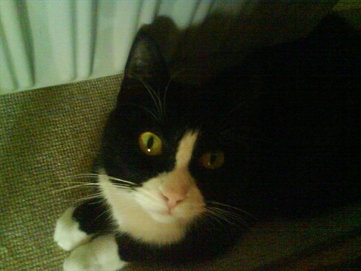 {{currentPhoto.altText}} billede {{currentPhoto.number}}