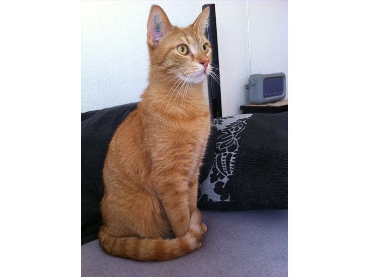 Huskat Felix - Stille! ... der ses Animal Planet. billede 1