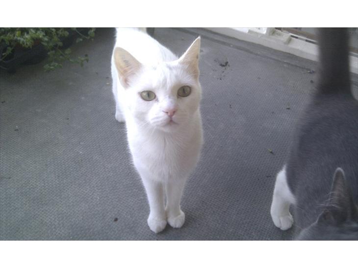 {{currentPhoto.altText}} billede {{currentPhoto.number}}